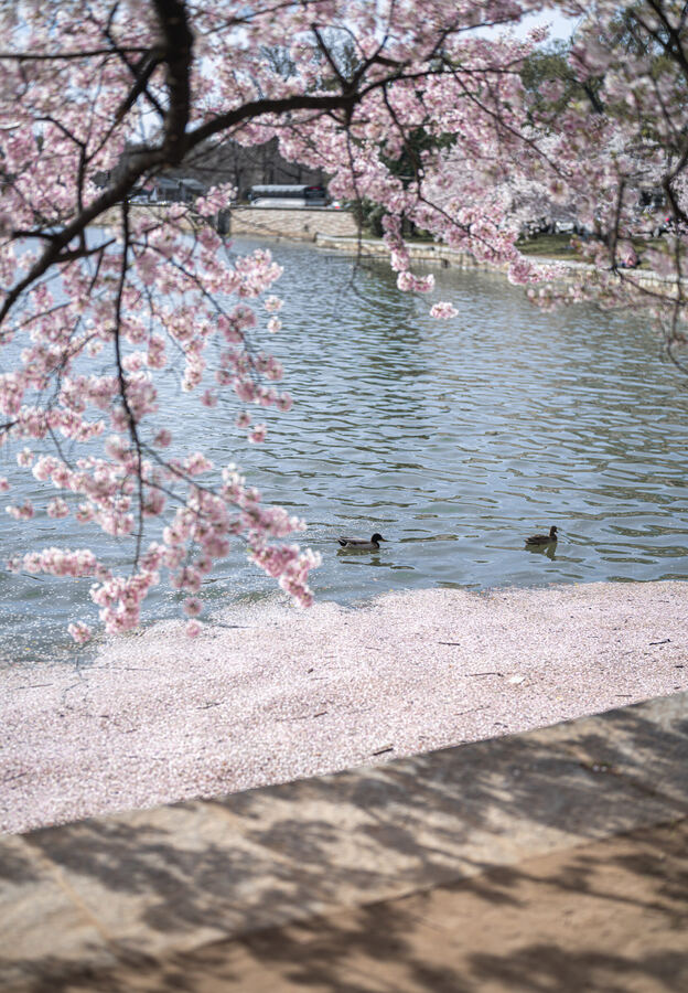 Washington photo 11