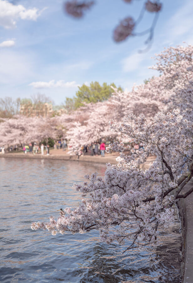 Washington photo 3