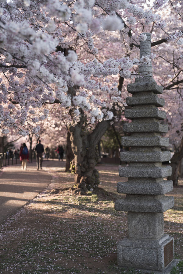 Washington photo 7