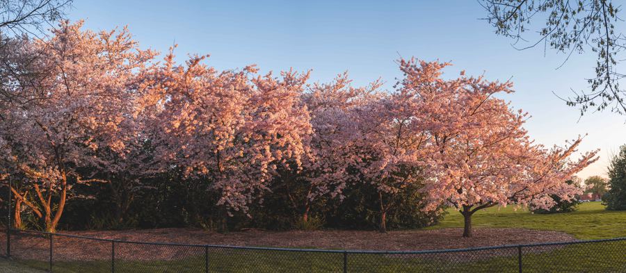 Washington photo 8