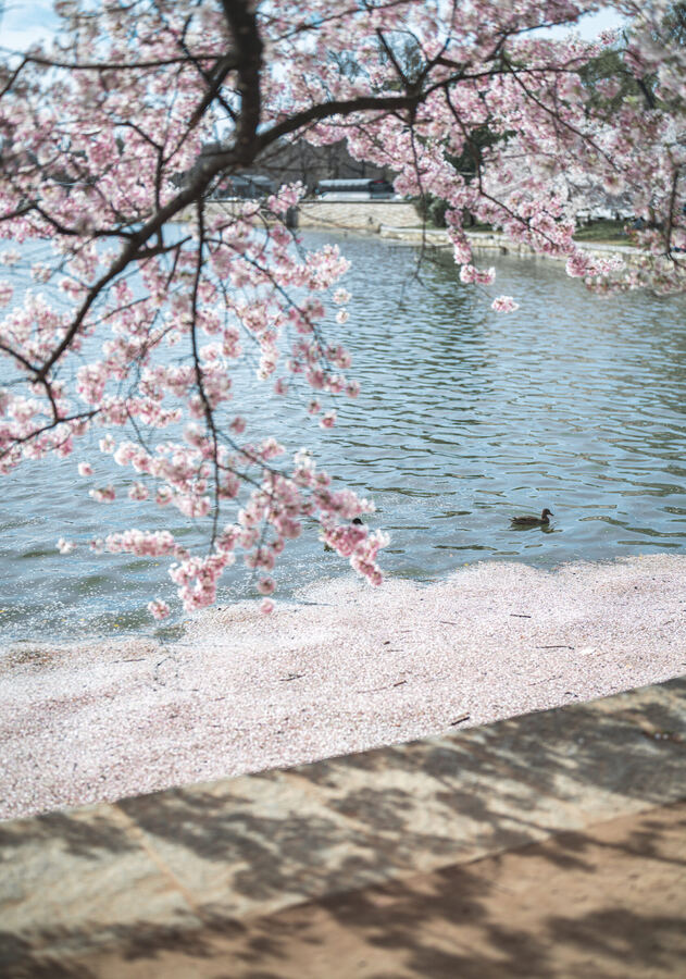 Washington photo 9
